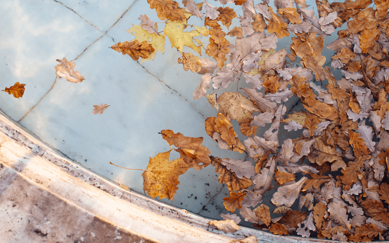 fallen-different-colourful-leaves-floating-in-swimming-pool