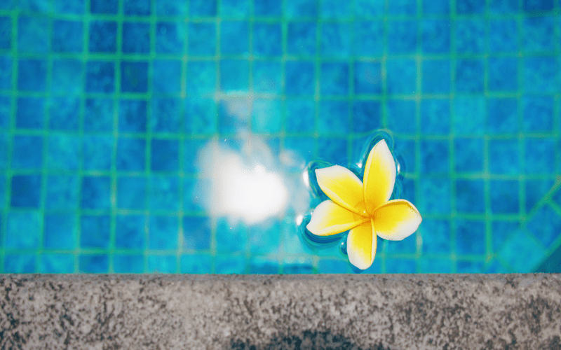 beautiful-white-yellow-flower-in-pool Fort Worth TX