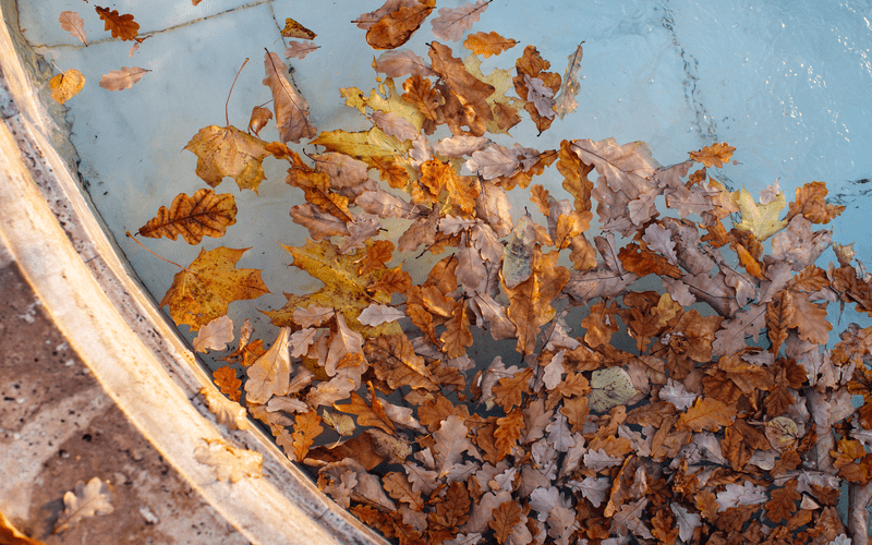 fallen-colourful-leaves-floating-in-swimming-pool Fort Worth TX