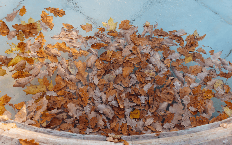 fallen-colourful-leaves-floating-in-swimming-pool Fort Worth TX