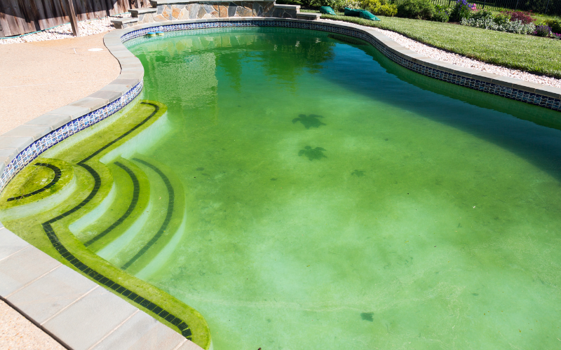 green algae in pool needs removal Fort Worth TX